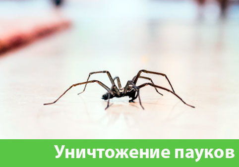 Избавиться от пауков в городе Дубна