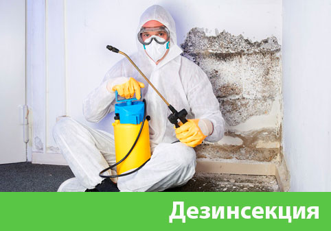 Дезинсекция в городе Дубна