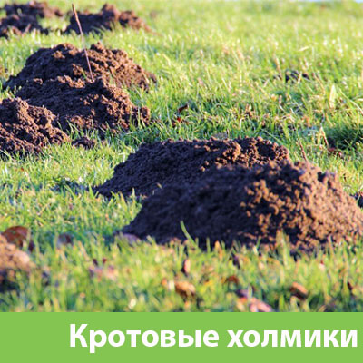 Кроты на участке в Дубне