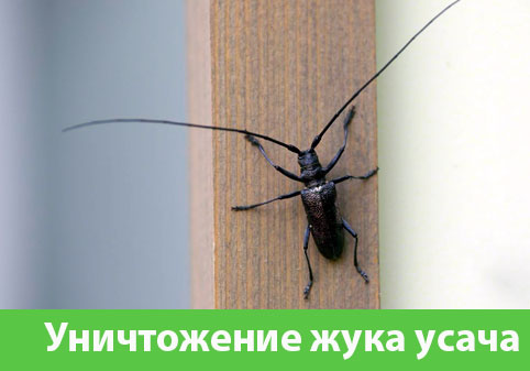 Обработка от жука усача в городе Дубна