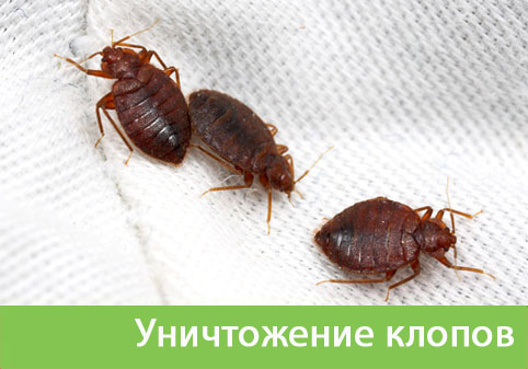 Уничтожение клопов в городе Дубна