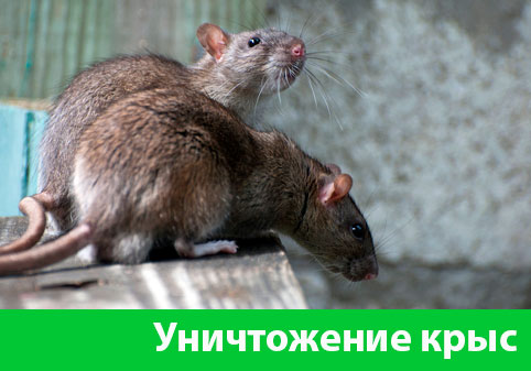 Уничтожение крыс в городе Дубна
