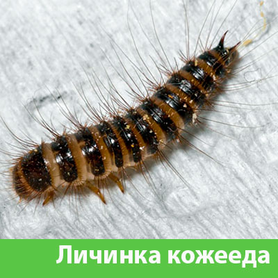 Личинка Кожееда в Дубне