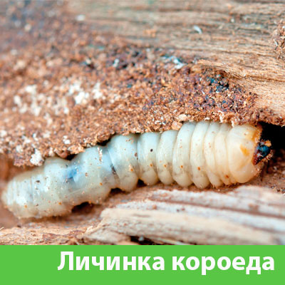 Уничтожение личинок короеда в Дубне