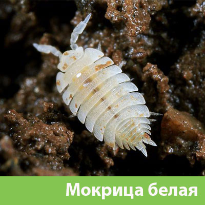 Мокрица в Дубне фото