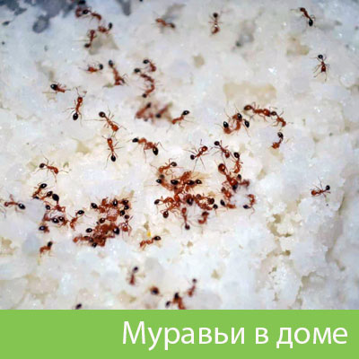 Муравьи в доме в Дубне