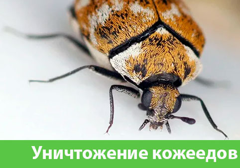 Обработка от кожееда в городе Дубна 