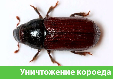 Обработка от древоточца в городе Дубна