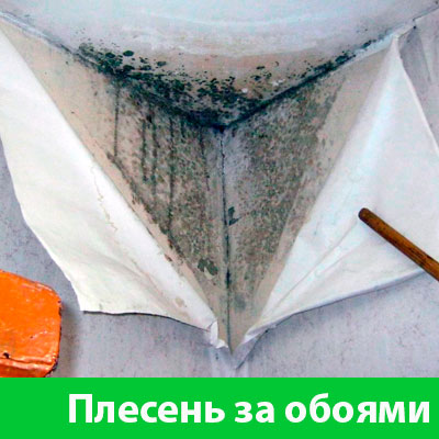 Удаление плесени в Дубне