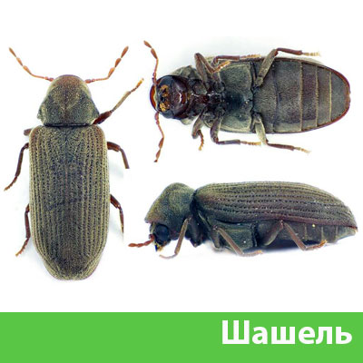 Обработка от шашеля в городе Дубна