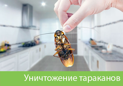 Уничтожение тараканов в городе Дубна