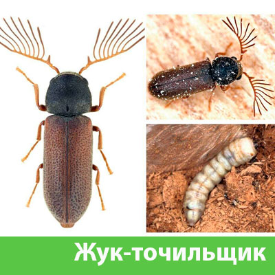 Уничтожение точильщика и личинок в Дубне