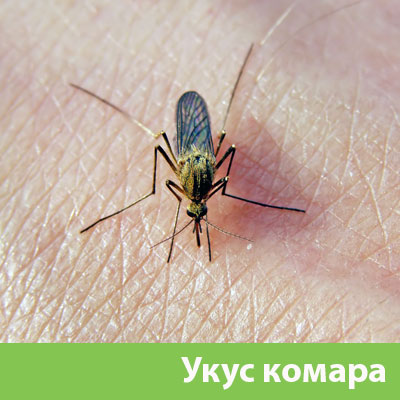 Укусы комаров в Дубне