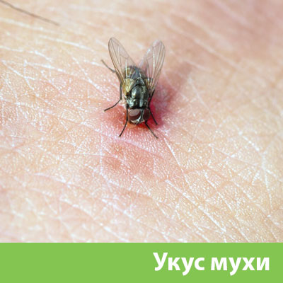 Уничтожение мух в Дубне