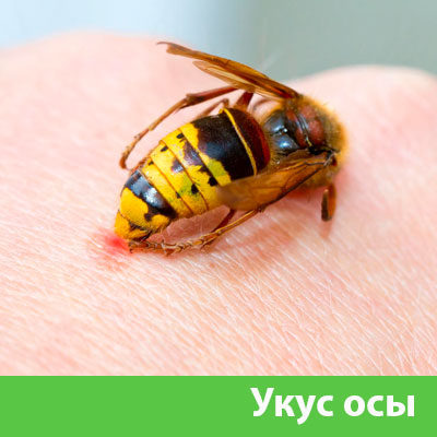 Профессиональное уничтожение ос и шершней в Дубне