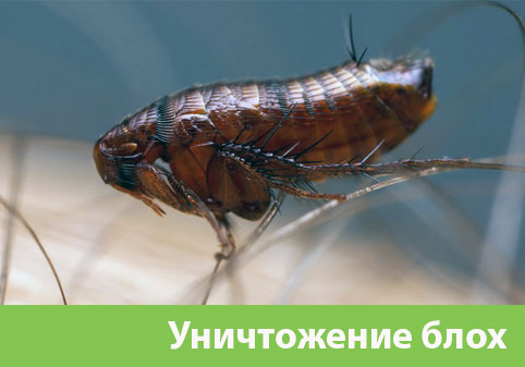 Уничтожение блох в городе Дубна