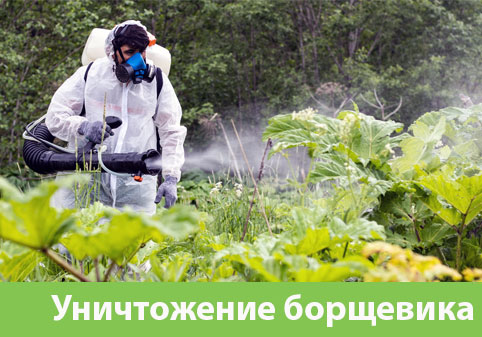 Уничтожение Борщевика в городе Дубна