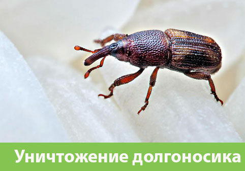 Уничтожение долгоносиков в городе Дубна