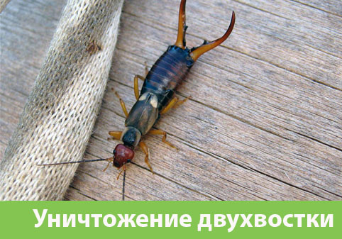 Уничтожение двухвостки в городе Дубна