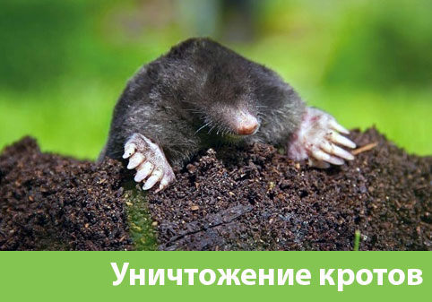 Уничтожение кротов в городе Дубна