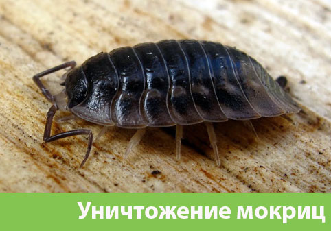 Мокрицы в квартире в городе Дубна
