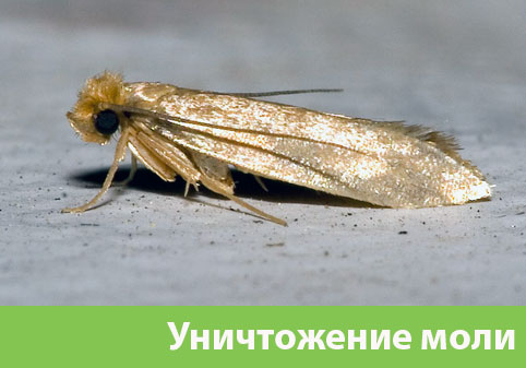 Уничтожение моли в городе Дубна 