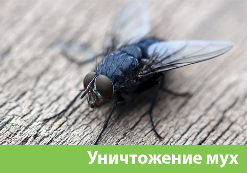Уничтожение мух в городе Дубна