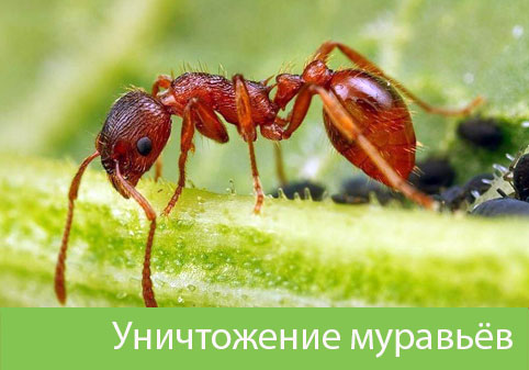 Уничтожение муравьёв в городе Дубна