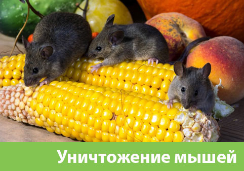 Уничтожение мышей в Дубне