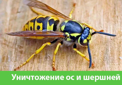 Уничтожение ос и шершней в городе Дубна